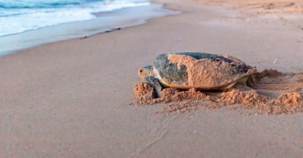 Ras Al Jinz turtle watching near Sur